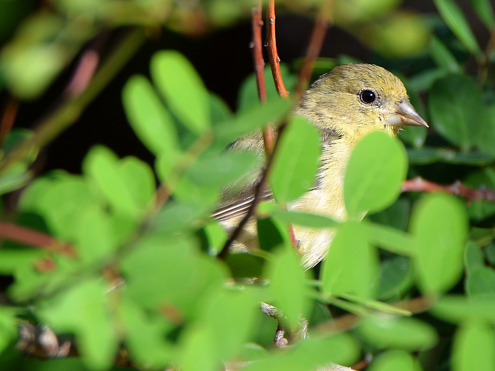 Goldfinch.jpg