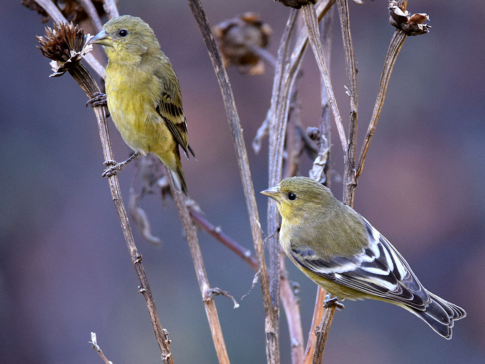 Goldfinch.jpg