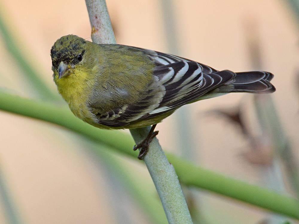 Goldfinch.jpg