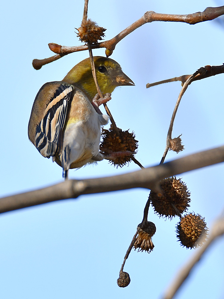 Goldfinch.jpg