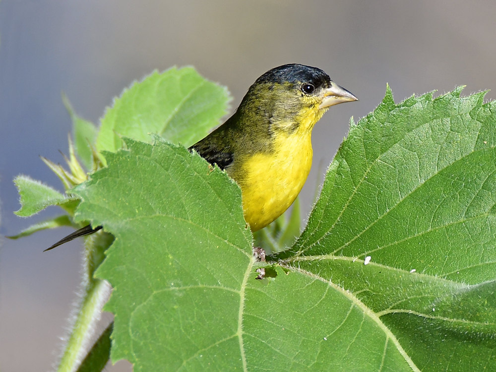 Goldfinch.jpg