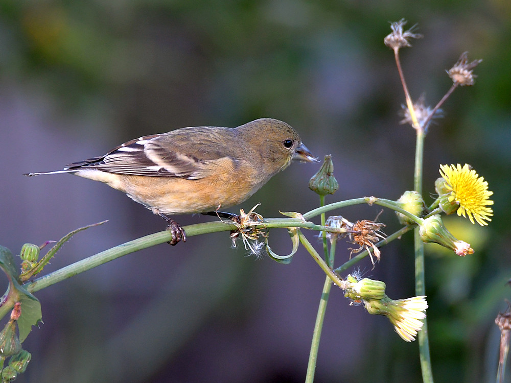 Goldfinch.jpg