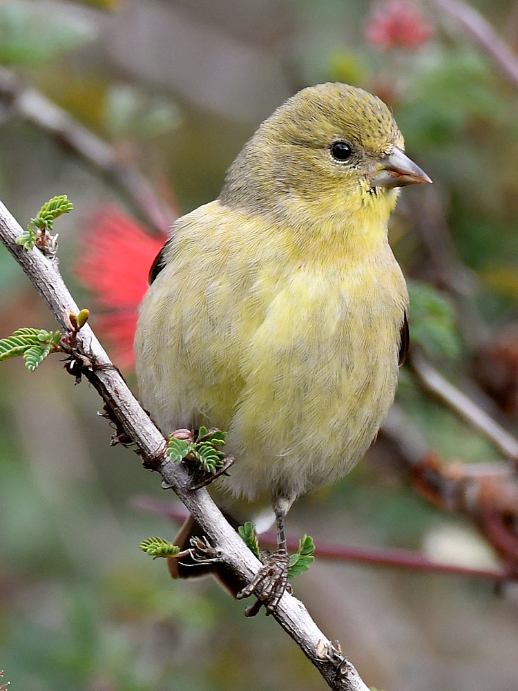 Goldfinch.jpg