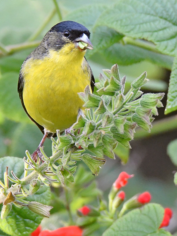 Goldfinch.jpg