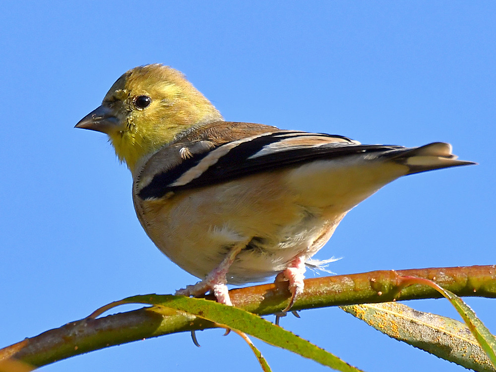 Goldfinch.jpg