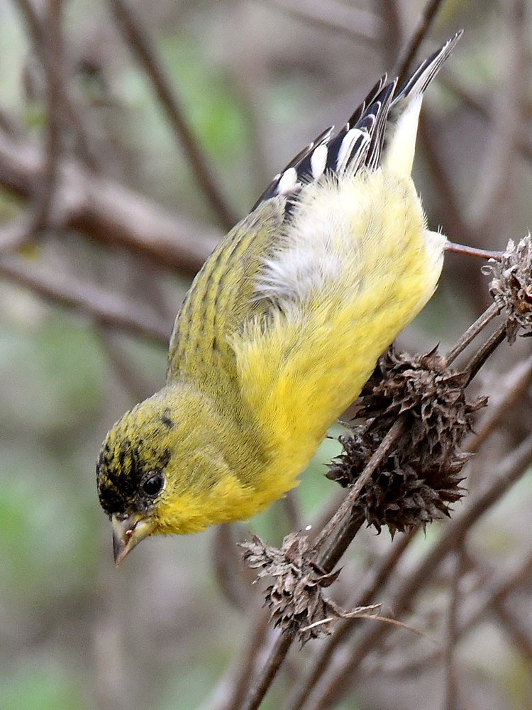 Goldfinch.jpg