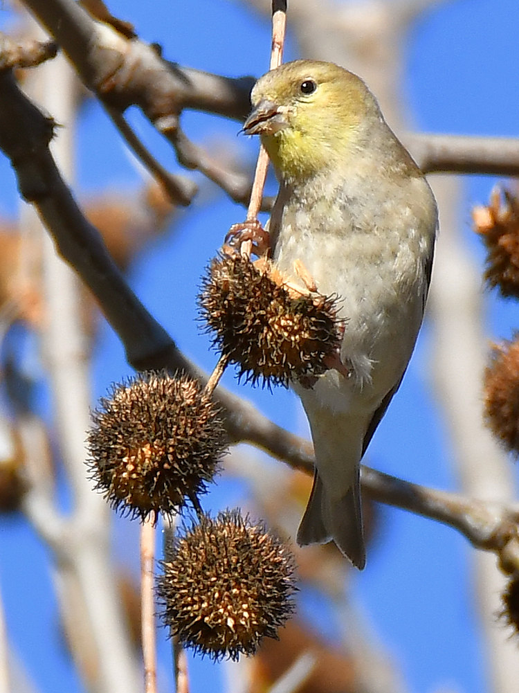 Goldfinch.jpg