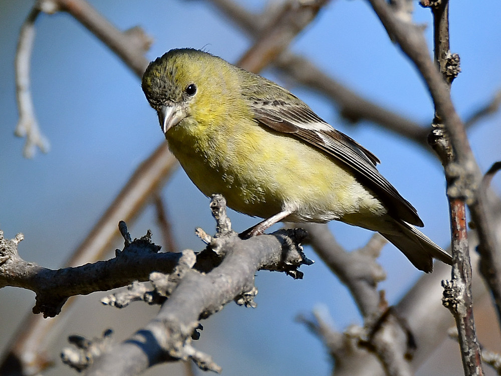 Goldfinch.jpg