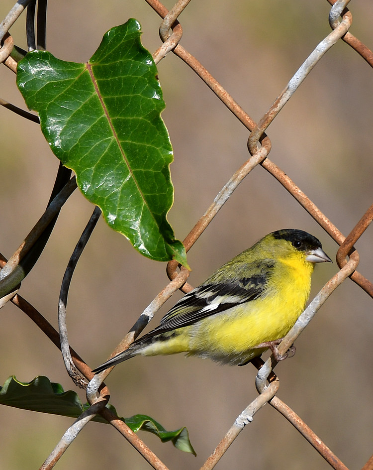 Goldfinch.jpg