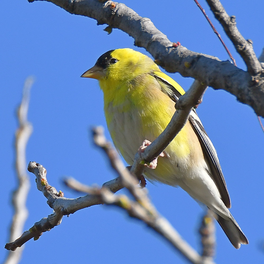 Goldfinch.jpg