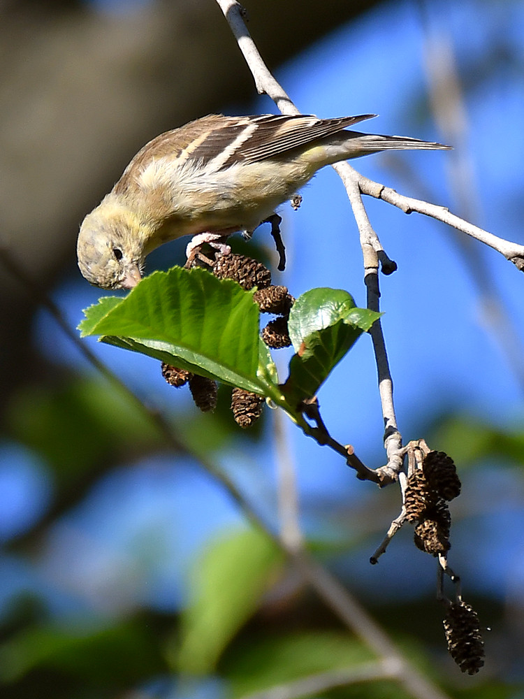 Goldfinch.jpg