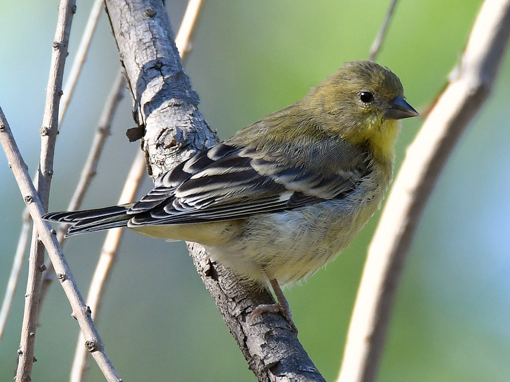 Goldfinch.jpg