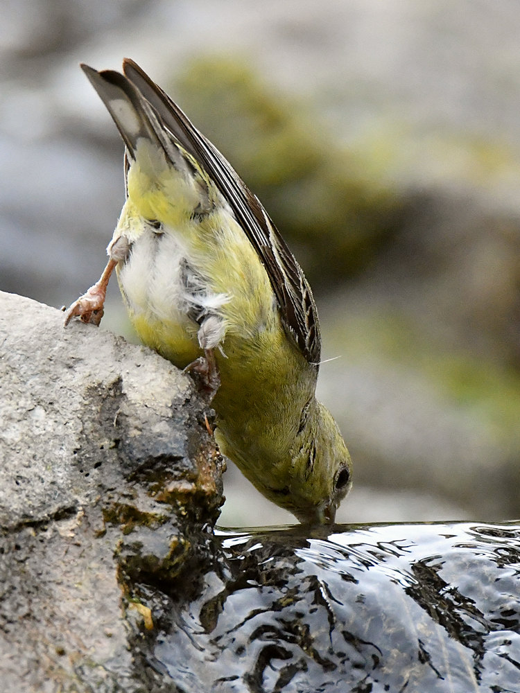 Goldfinch.jpg