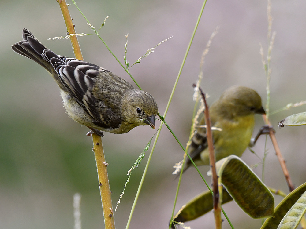 Goldfinch.jpg