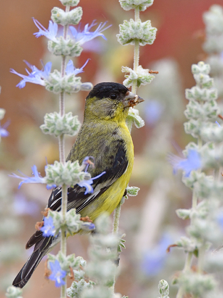 Goldfinch.jpg
