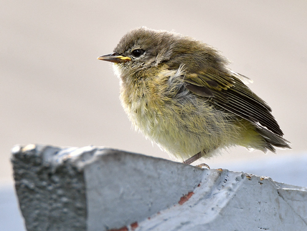 Goldfinch.jpg