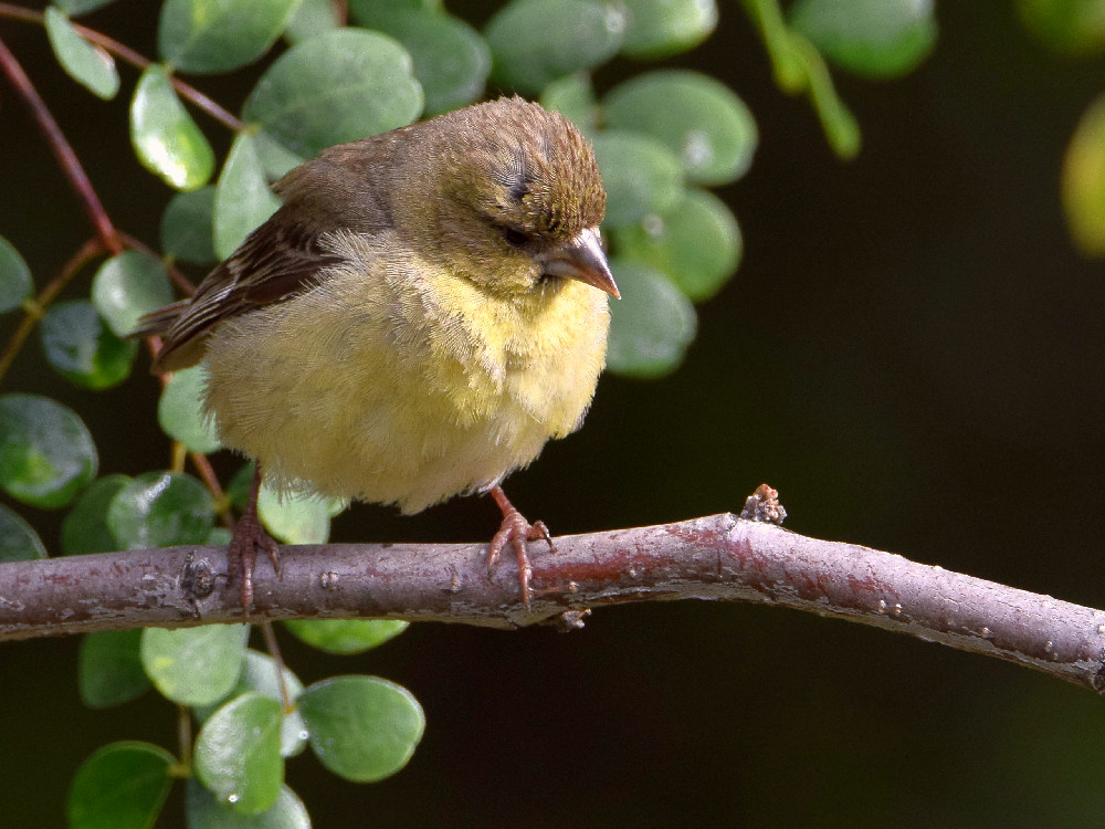 Goldfinch.jpg