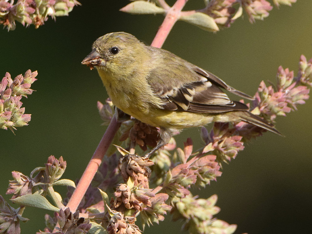Goldfinch.jpg