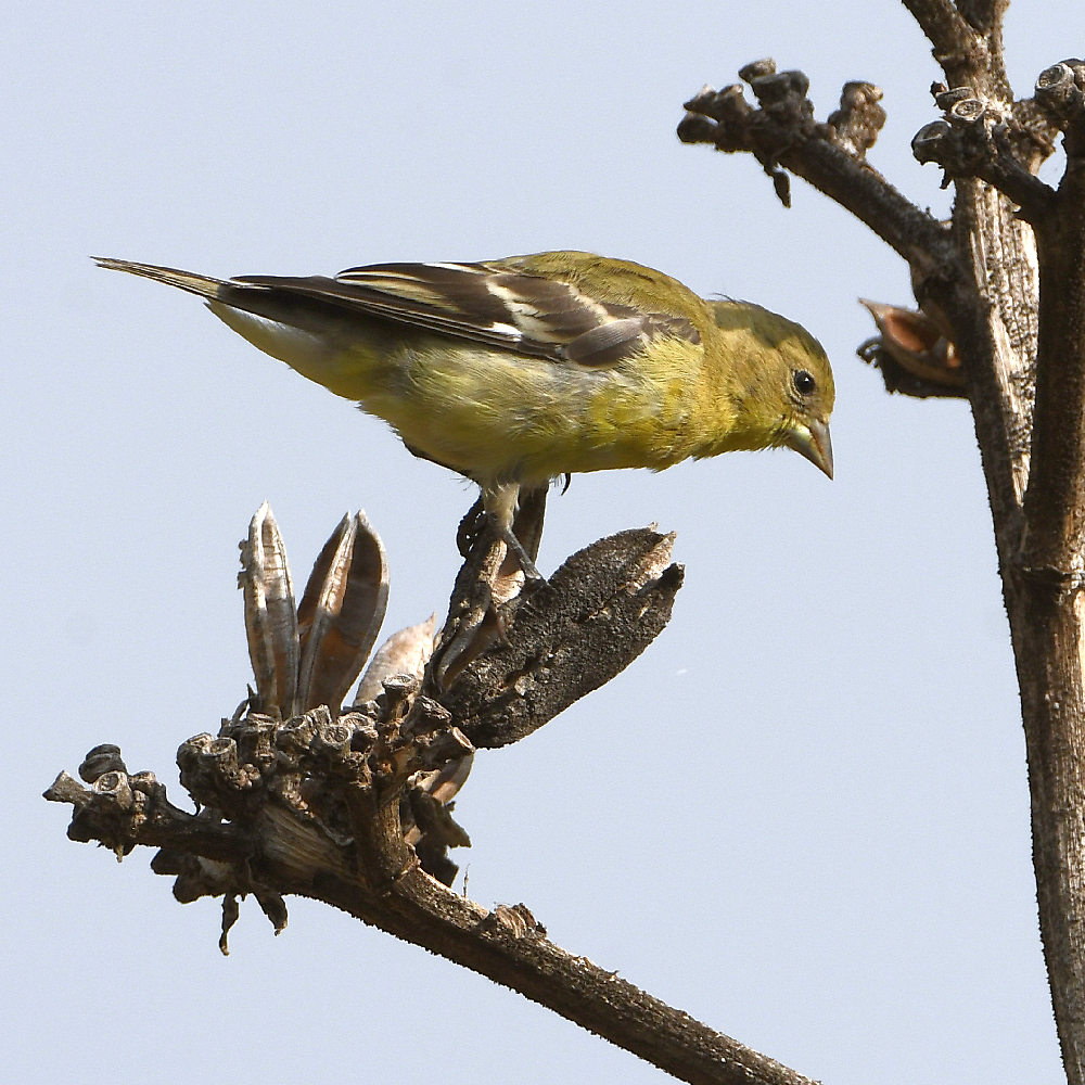 Goldfinch.jpg