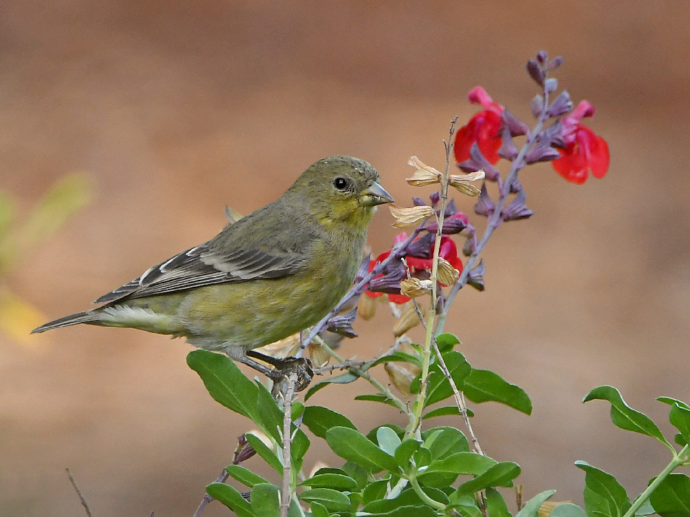 Goldfinch.jpg