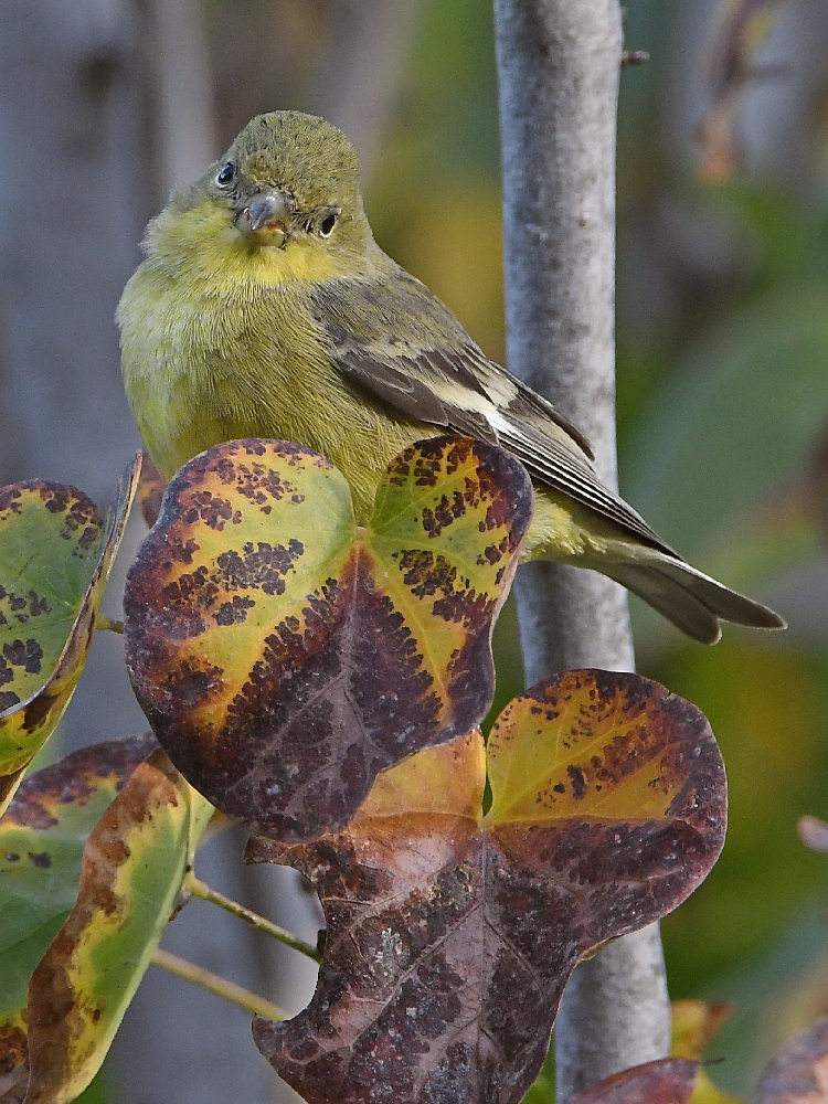 Goldfinch.jpg