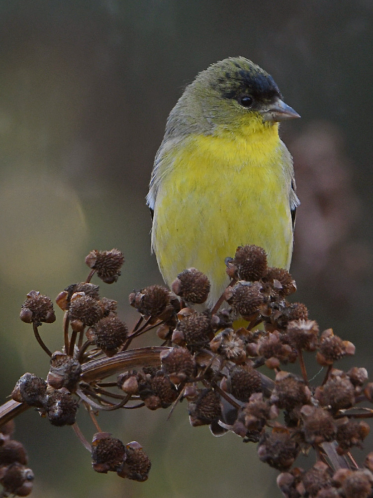 Goldfinch.jpg