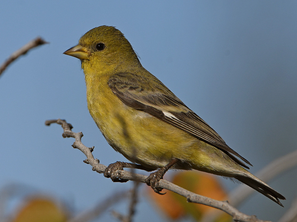 Goldfinch.jpg