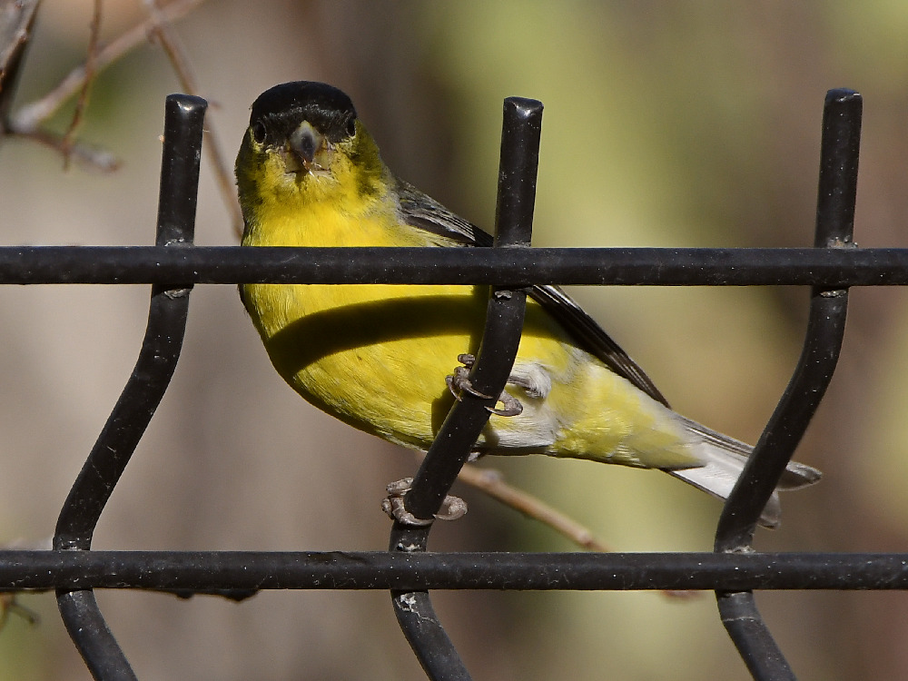 Goldfinch.jpg