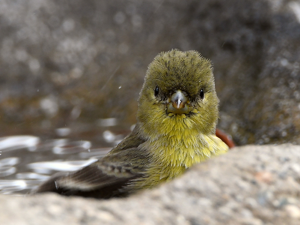 Goldfinch.jpg