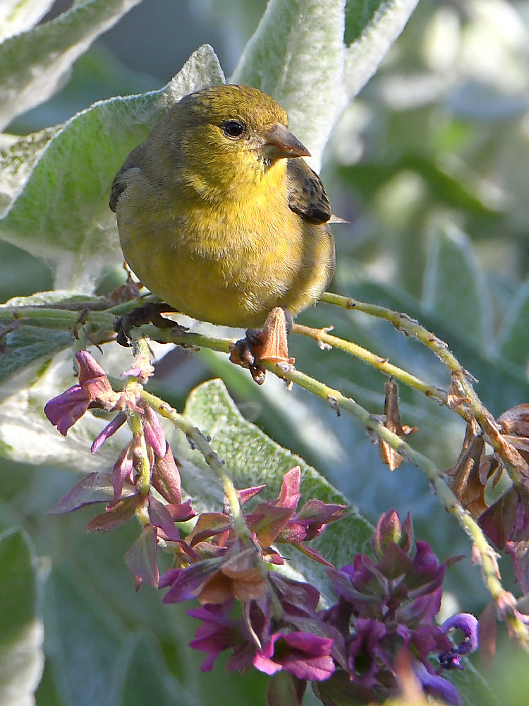 Goldfinch.jpg