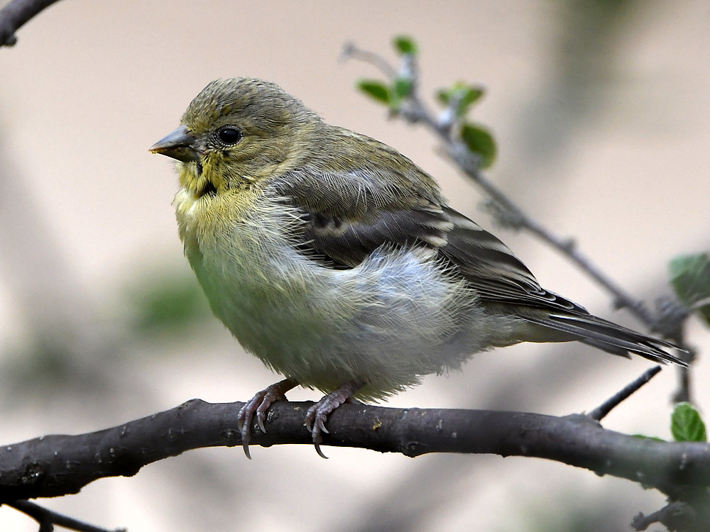 Goldfinch.jpg