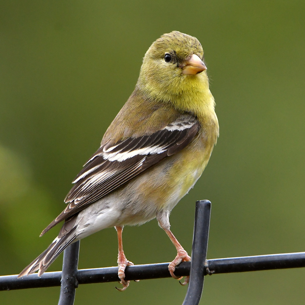 GoldFinch.jpg