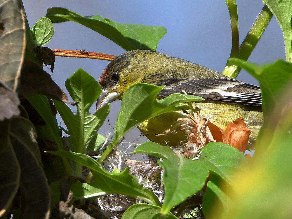 Goldfinch.jpg