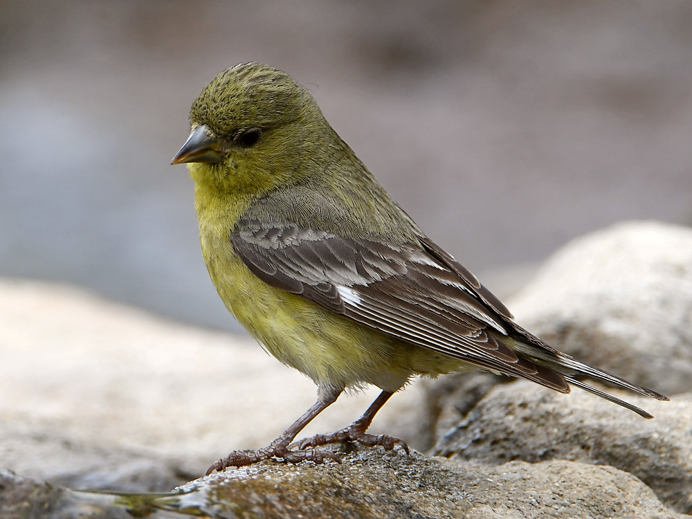 Goldfinch.jpg