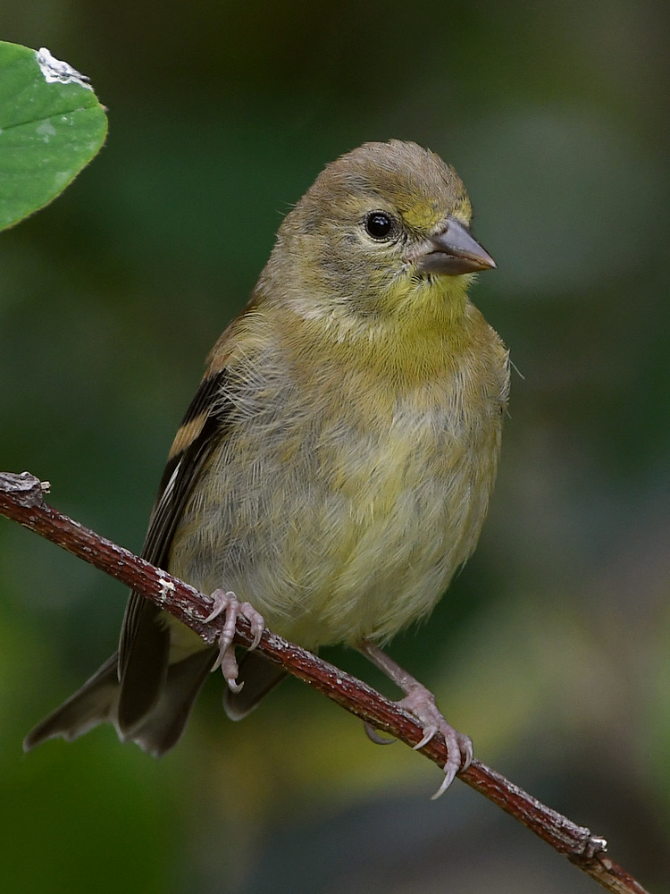 Goldfinch.jpg