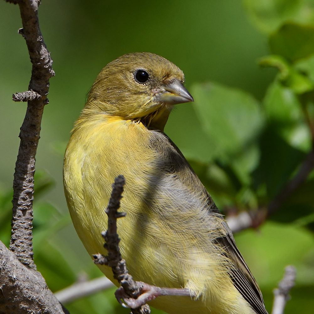 Goldfinch.jpg