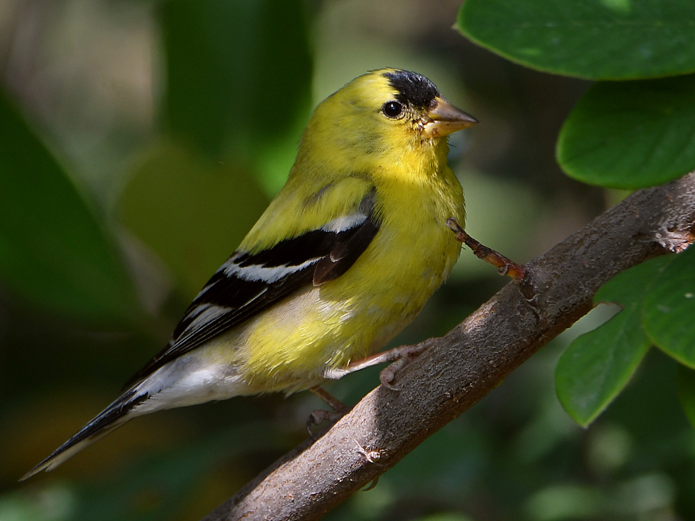Goldfinch.jpg
