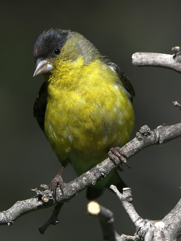 Goldfinch.jpg
