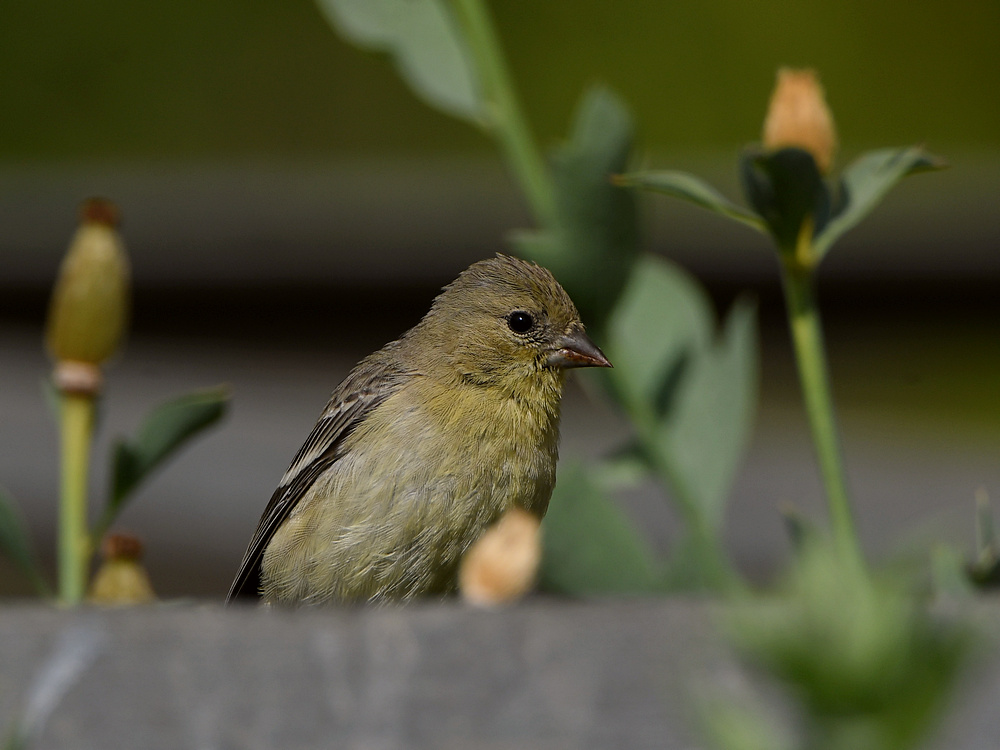 Goldfinch.jpg