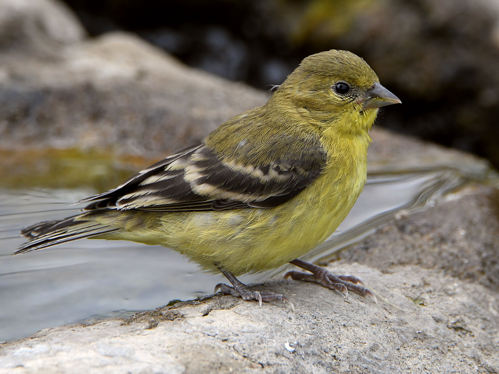 Goldfinch.jpg