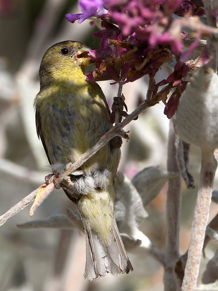 Goldfinch.jpg