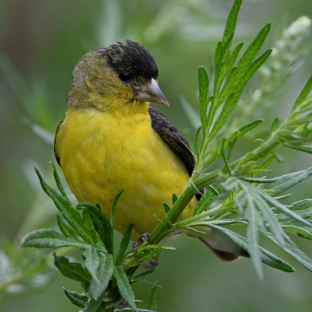 Goldfinch.jpg
