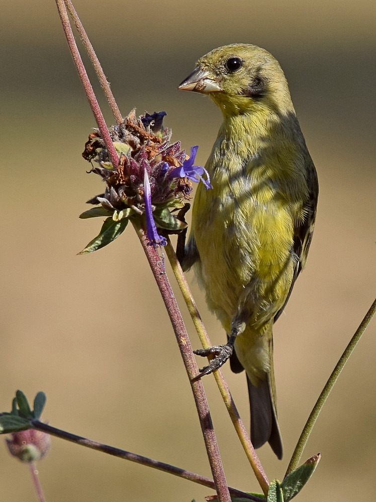 Goldfinch.jpg