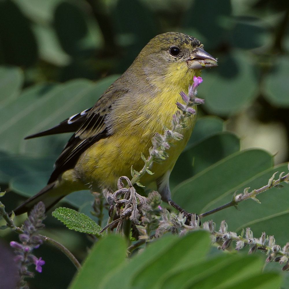 Goldfinch.jpg