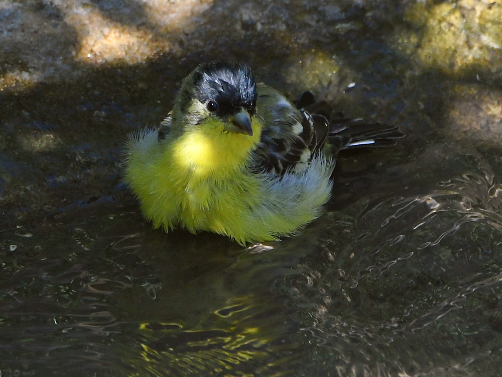 Goldfinch.jpg