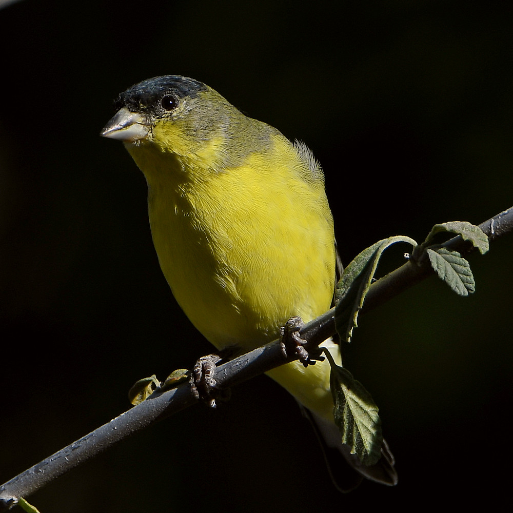 Goldfinch.jpg