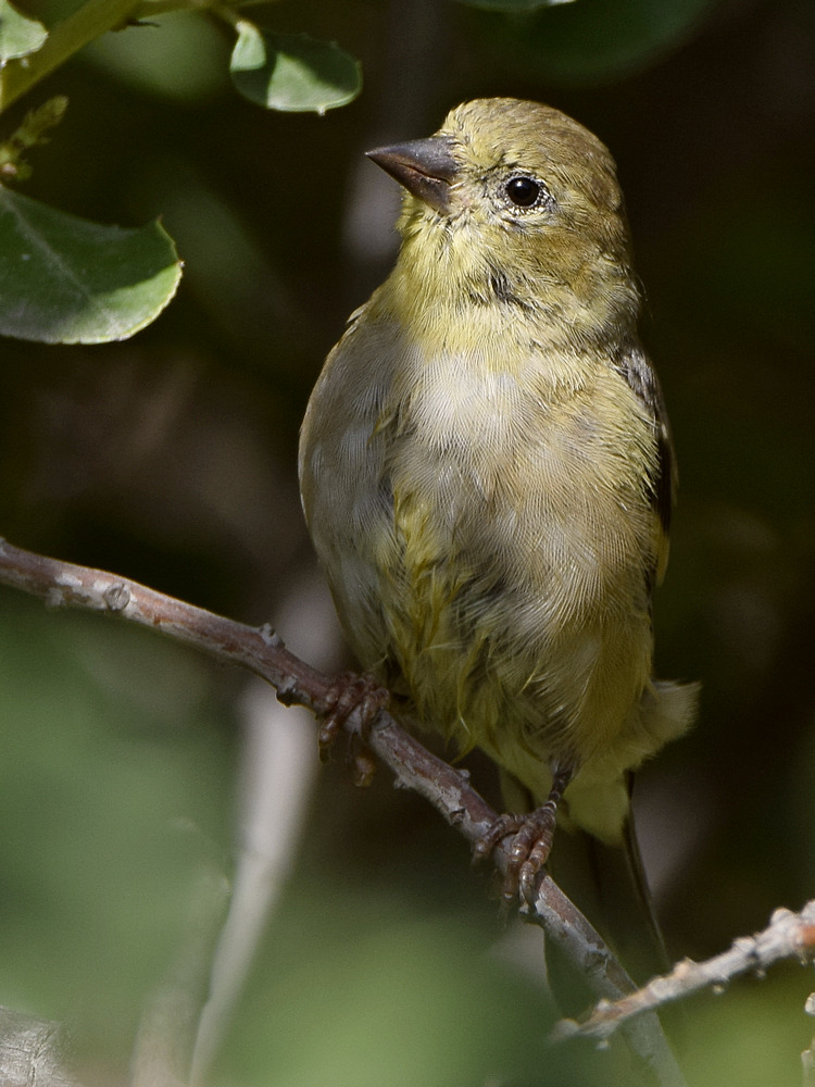 Goldfinch.jpg