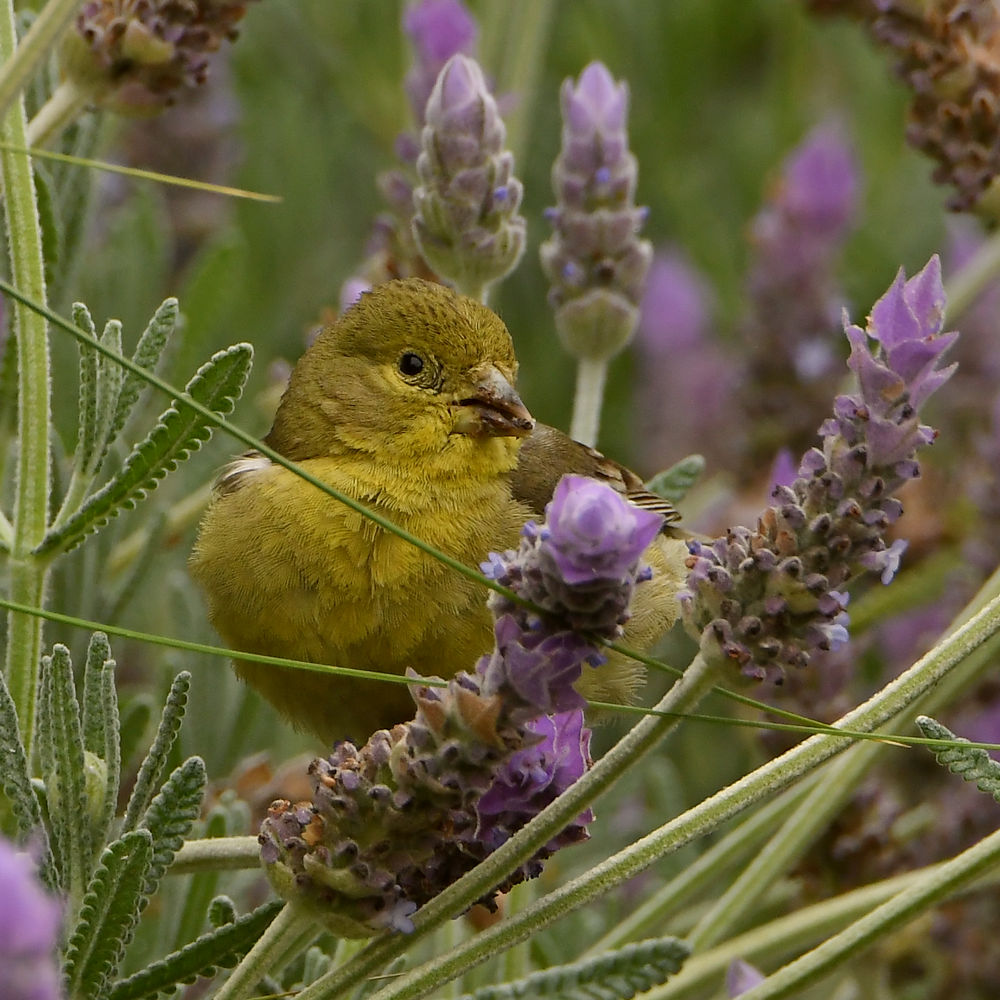 Goldfinch.jpg
