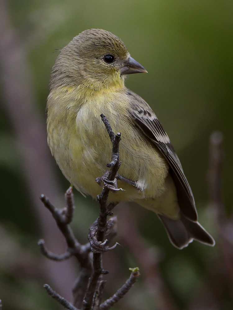 Goldfinch.jpg