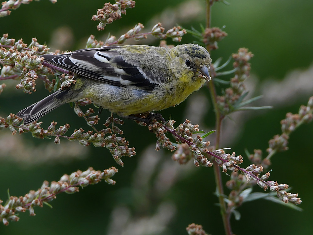 Goldfinch.jpg